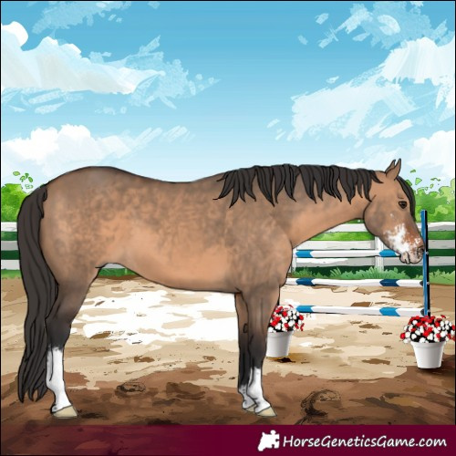 Horse Color:Brown Dun Sabino 