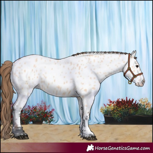 Horse Color:Bay Dun Near Leopard 