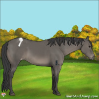 Horse Color:Grullo Sabino Appaloosa