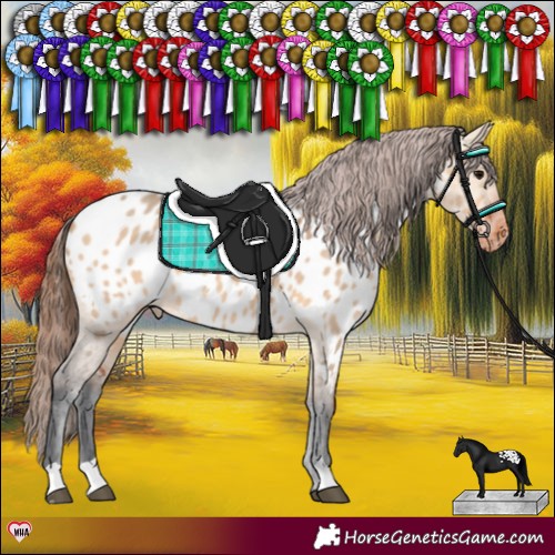 Horse Color:Bay Dun Appaloosa 