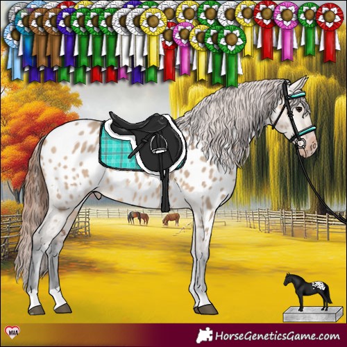 Horse Color:Bay Dun Appaloosa 