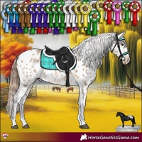 Horse Color:Bay Dun Appaloosa