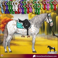 Horse Color:Bay Dun Appaloosa 