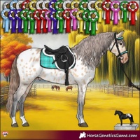 Horse Color:Bay Dun Appaloosa