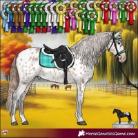 Horse Color:Bay Dun Appaloosa 
