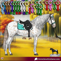 Horse Color:Bay Dun Appaloosa 