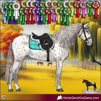 Horse Color:Bay Dun Appaloosa