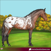 Horse Color:Brown Appaloosa