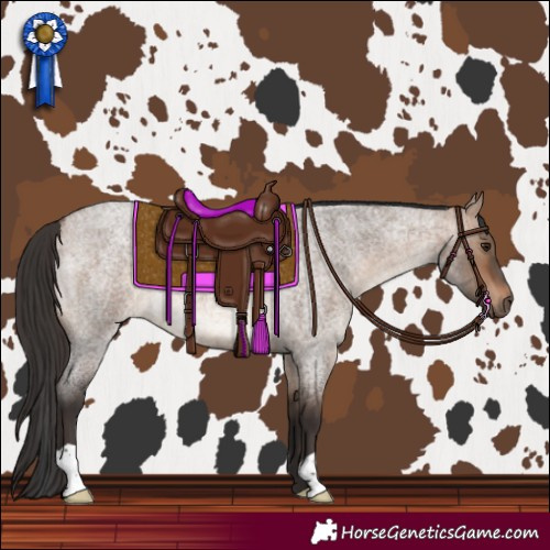 Horse Color:Bay Roan Dun 