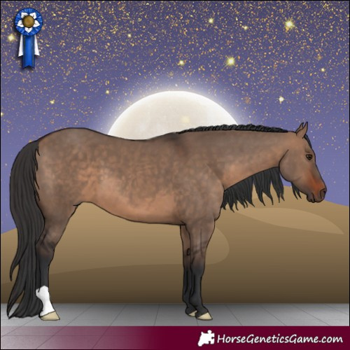 Horse Color:Brown Dun 