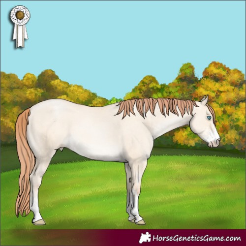Horse Color:Amber Cream Champagne Pearl Dun Sabino 