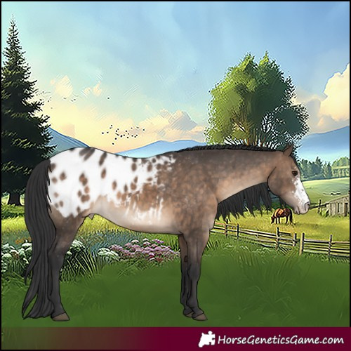 Horse Color:Brown Dun Sabino Appaloosa 