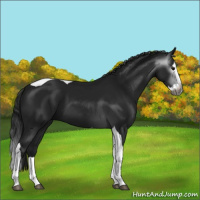 Horse Color:Gray Black Splash Tobiano 