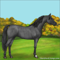 Horse Color:Blue Roan 