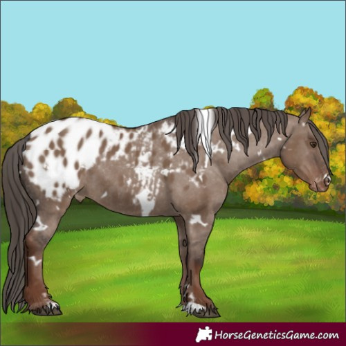 Horse Color:White Spotted Liver Red Dun Blanket Rabicano