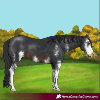 Horse Color:Brown Sabino 