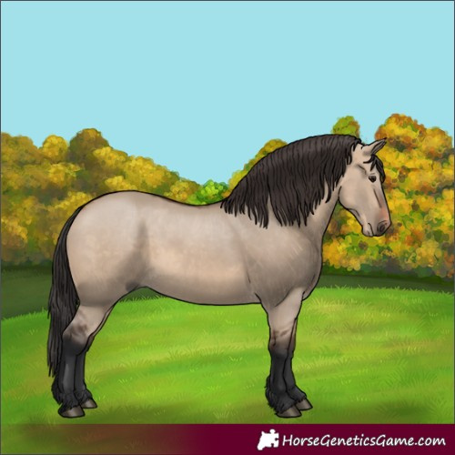 Horse Color:Brown Dun 