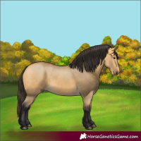 Horse Color:Buckskin Dun 