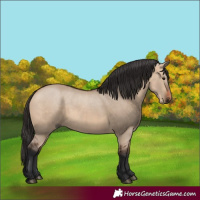 Horse Color:Bay Dun 
