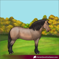 Horse Color:Bay Dun 
