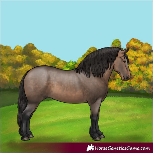 Horse Color:Brown Dun 