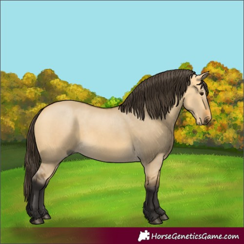 Horse Color:Buckskin Dun 