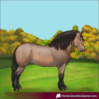 Horse Color:Bay Dun 