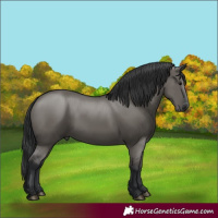 Horse Color:Grullo 