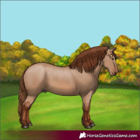 Horse Color:Red Dun 