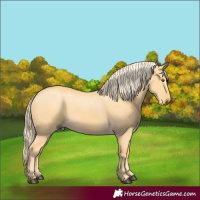 Horse Color:Palomino Dun 