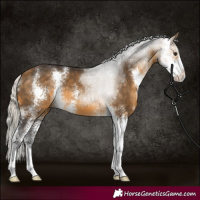 Horse Color:Silver Buckskin Sabino 
