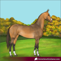 Horse Color:Buckskin 