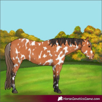 Horse Color:Bay Near Leopard 