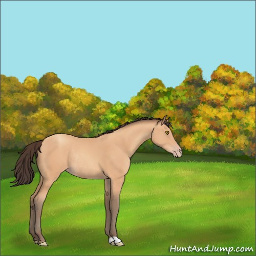 Horse Color:Amber Champagne Rabicano 