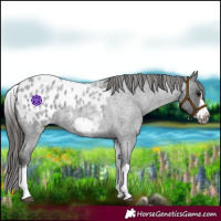 Horse Color:White Spotted Blue Roan Splash Frame Appaloosa 