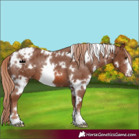 Horse Color:White Spotted Chestnut Varnish 