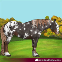 Horse Color:White Spotted Liver Chestnut Varnish 