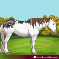 Horse Color:White Spotted Liver Chestnut Splash 