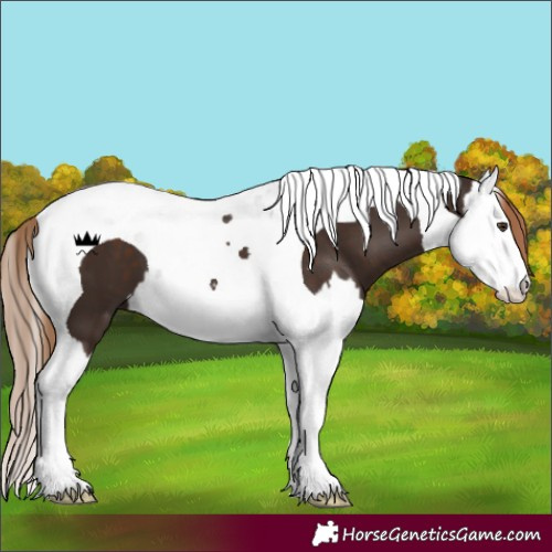 Horse Color:Liver Chestnut Splash Tobiano