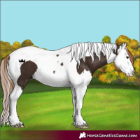 Horse Color:Liver Chestnut Splash Tobiano 