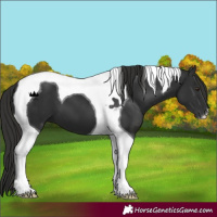 Horse Color:Liver Chestnut Tobiano 