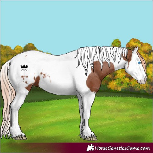 Horse Color:Chestnut Splash Tobiano Appaloosa 