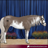 Horse Color:White Spotted Silver Black 