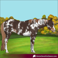 Horse Color:White Spotted Liver Chestnut 