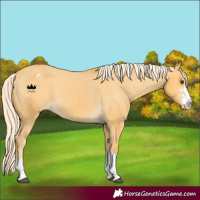 Horse Color:Palomino Dun Varnish 