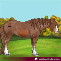 Horse Color:Chestnut Appaloosa 