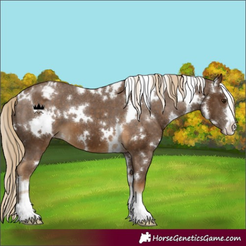 Horse Color:White Spotted Chocolate Palomino Varnish 