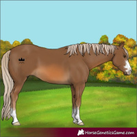 Horse Color:Chocolate Palomino 