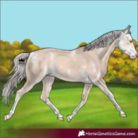 Horse Color:Cremello Sabino