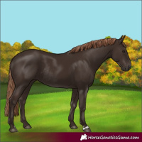 Horse Color:Liver Chestnut Rabicano 